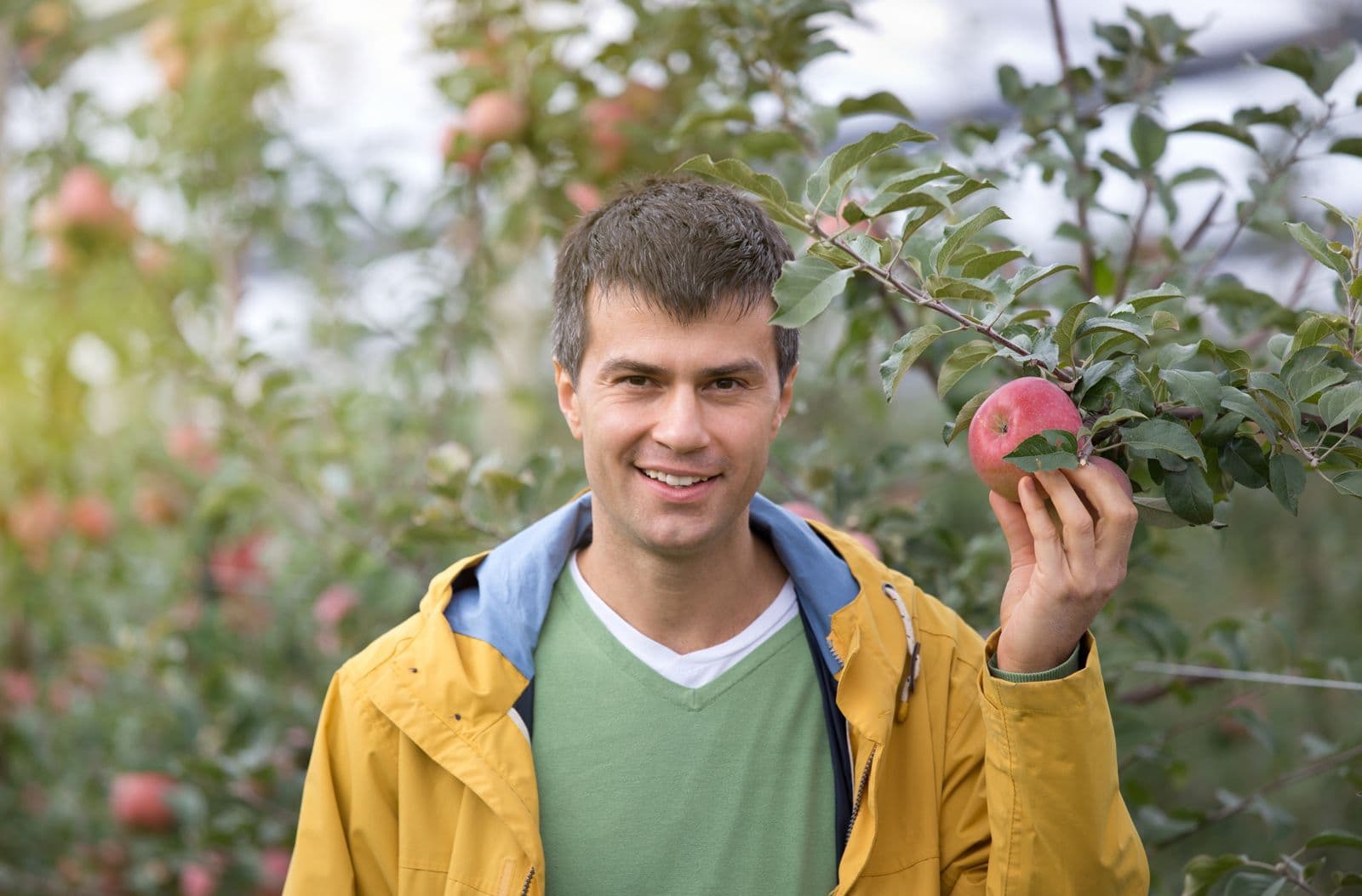 A grower picking ripe apples from a tree in an orchard